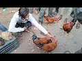 मालेगाव malegaon असील मुर्गा चिकन बजार aseel chicken market murgi murga bazar اسيل مرغا بزار india 3