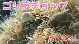 【沖縄】8分でわかるゴリラチョップ〜沖縄のメジャーダイビングスポット！