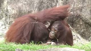 オランウータンのロキ　〜　多摩動物公園