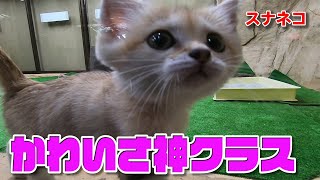 スナネコの赤ちゃん、あれにじゃれついている姿がかわいすぎる