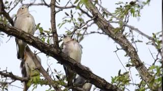 ムビる09228 コムクドリ♂♀ komukudori