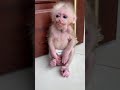 Bibi very cute #monkey #babymonky #cute #monky