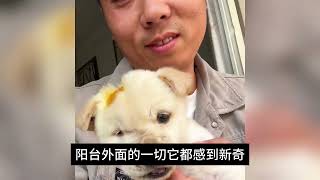 母狗生了6只小狗，其中5只被它咬死，我花500元买走仅存活的那只