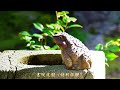 那谷寺（なたでら）奇岩霊石がそそりたつ ４Ｋ