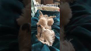 在媽媽腿上熟睡的妞妞#寵物 #可愛い #狗狗 #puppy