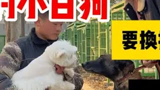 3万的小白狗，要换小伙的一条马犬玩，小伙害怕吃亏狗市 潘宏爱玩狗 训犬 河南 马犬