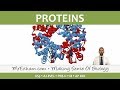 Chemicals of Life - Proteins - Post 16 Biology (A Level, Pre-U, IB, AP Bio)