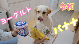 はじめてヨーグルトを食べた時のラブラドールの反応。【令和初動画】