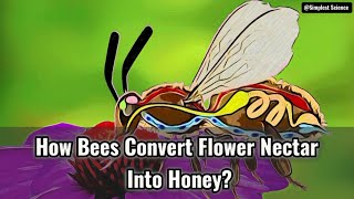 How Bees Convert Flower Nectar Into Honey?