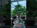 瓜子 黄杨，适合南北方庭园别墅摆放，有喜欢的双击评论加关注 bonsaitree tree bonsailovers boxwood