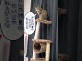 ピサの斜塔になっちゃってる shorts 保護猫 cat キャットタワー