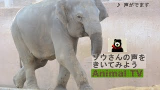 ゾウの声、ラッパ【アニマルテレビ】 #065 Elephant's voice like a trumpet !? 【Animal TV】