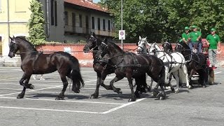 Fiera equina Ivrea San Savino 2015 - Attacco a 7 cavalli frisoni e andalusi