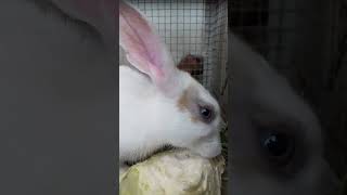 Honey ( Pushpi ) - Yamm Yamm || Eating a Cabbage #shorts #rabbit #tiktok