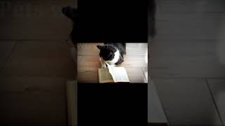 cat meowing non stop | baby kittens meowing | cats baby | cute funny kittens | kitten 2021 #shorts