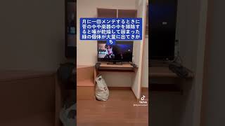 楽器のメンテナンスが如何に大事なのかわかるときが月一回掃除したときにわかります　#楽器 #trumpet #管楽器