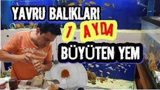 YAVRU BALIKLARIM BÜYÜMÜYOR DİYORSAN İZLE, ARTEMİA ÇIKARMA, yavru balık nasıl beslenir,