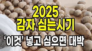 2025 감자 심는시기 이때 '이것' 넣고 심으면 올해 감자 대박 확실합니다.