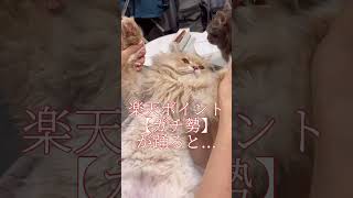 楽天ポイント初心者猫とガチ勢猫を比較してみた結果...#shorts #猫 #子猫