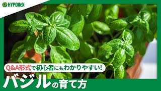 ☘52：バジルの育て方｜水やりや肥料などの日々の管理、剪定方法や収穫方法などご紹介【PlantiaQ\u0026A】植物の情報、育て方をQ\u0026A形式でご紹介