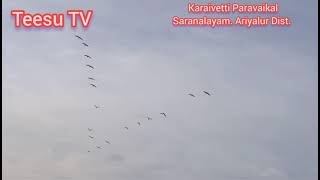 Karaivetti Birds Sanctuary/ South India's Biggest Birds Sanctuary: Ariyalur Dist./Teesu TV/Sivakumar