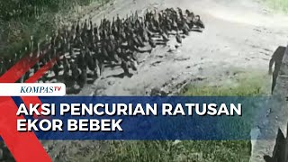 Aksi Pencurian Ratusan Ekor Bebek di Sumut Terekam CCTV