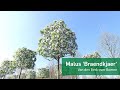 Malus 'Braendkjaer' - Van den Berk over Bomen