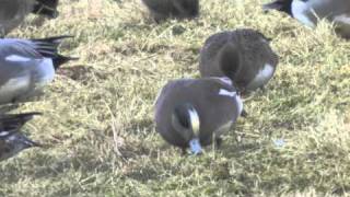 American Wigeon    -   Anas americana