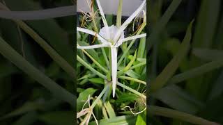 被子植物／石蒜科  蒜科（Amaryllidaceae）是植物界一類物種的總稱VID20230813110822