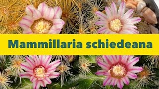 แมมขนนกทอง หรือ ขนนกเหลือง  (Mammillaria schiedeana) | PB CACTUS Channel