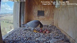 Xavier Feeds the Eggies! (2022.09.01) - Orange, Australia Peregrines - CSU FalconCam Project