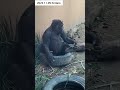 子ゴリラ タイヤに座るキンタロウ gorilla kintaro sitting on the tire キンタロウ kintaro 2023.11.09