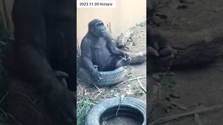 #子ゴリラ タイヤに座るキンタロウ Gorilla Kintaro sitting on the tire #キンタロウ #kintaro 2023.11.09