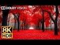 HDR 8K 60fps Dolby Vision Experience - Mind-Blowing Visuals