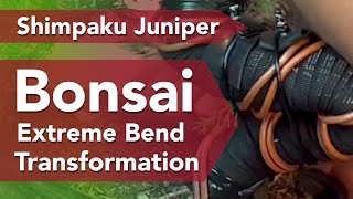 Bonsai Juniper EXTREME Trunk Design!