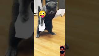 funny cat viral video 😮🤫🤪🤣#cats #catlover #viral #shorts