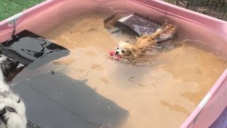 Chihuahua Swim Practice! Bella retrieves her toys in the water!