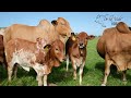 history of boran cattle in south africa us english