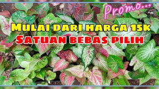 Promo keladi Jum'at berkah || Ra plant+6282111106381