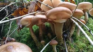 Locate and identify Honey fungus (Armillaria mellea)  edible mushroom after appropriate preparation