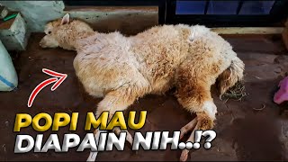 POPI ALPACA GW, TERPAKSA HARUS MENJALANI TREATMENT INI SUPAYA JALAN LAGI..!