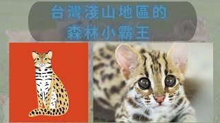 貓奴必看-貓貓介紹#4 石虎  /豹貓  /Leopard cat /Prionailurus bengalensis chinensis