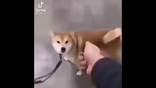 Locking your Shiba before leaving