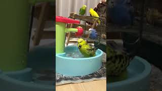 水の知育で水浴びするセキセイインコ/budgerigar Bathing