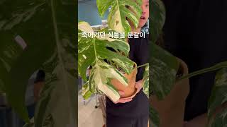 과습으로 죽어가던 식물을 노크흙으로 식재하고 조금 지났을뿐인데 신기하게 식물이 생기가 돌아서 가지고 오신분도 놀라고 저도 놀라고 다만 기분탓일꺼에요 그래도 살았으니 되었어요^^