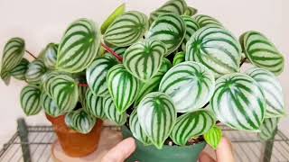 第55期:颜值担当——西瓜皮椒草Watermelon Peperomia