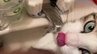 手で水を飲む猫が可愛い。