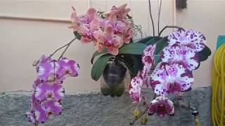 Sucesso na floração da orquídea phalaenopsis