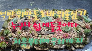 막돌로 석판위 바위솔심기wild fower & sengreen