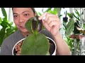 growing orchids in leca...6 month update 🌱 phalaenopsis orchids 🌸 my experience